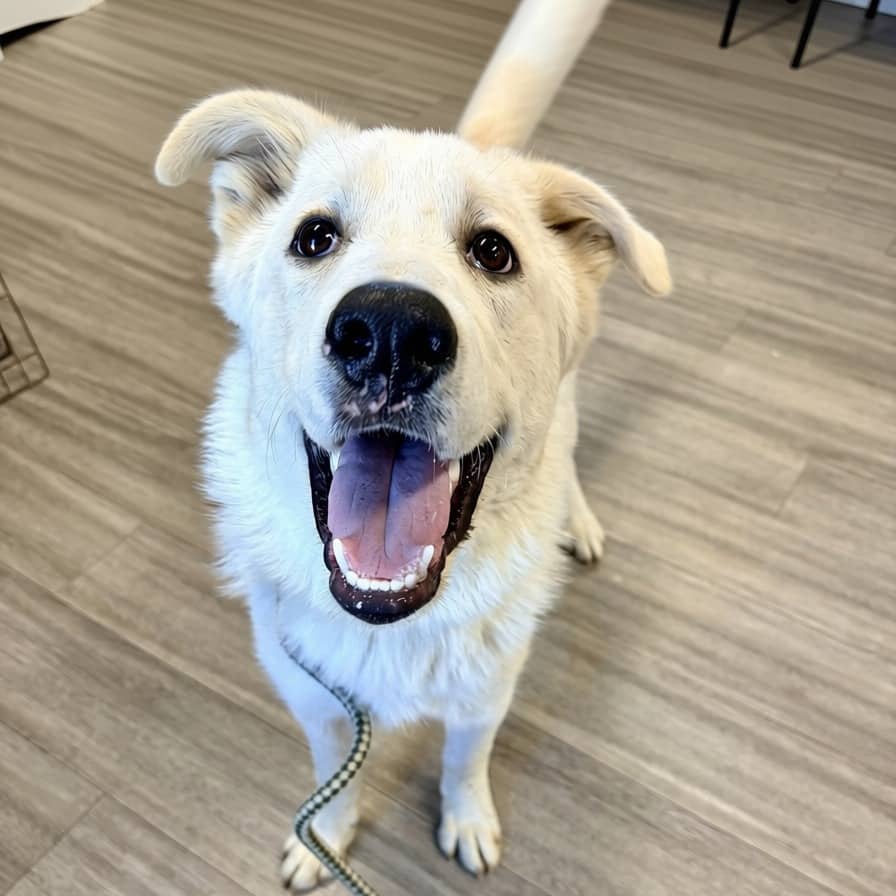 Davey - Pyrenees, Great available for adoption in Saskatchewan