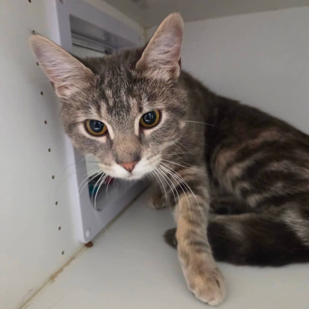Slate - Domestic Shorthair available for adoption