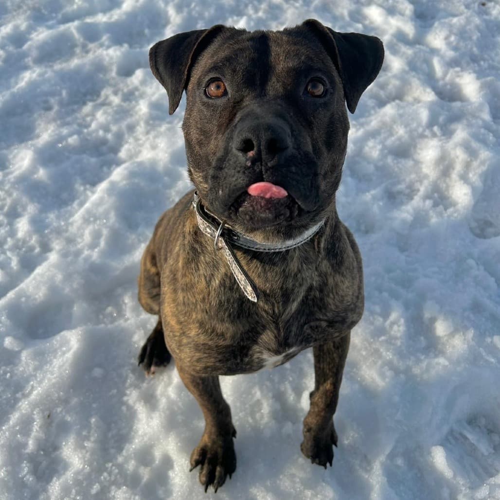 Rosy - TERRIER, PIT BULL/MIX available for adoption in Calgary