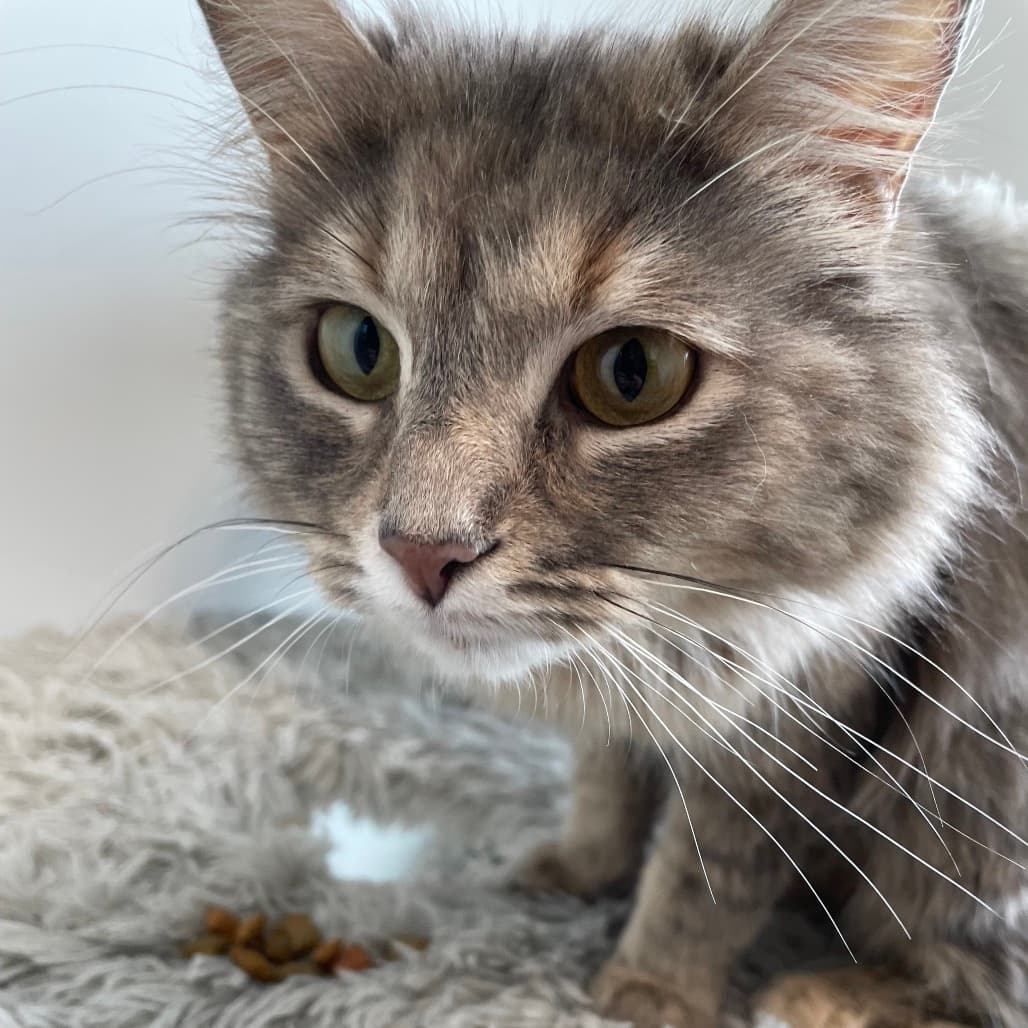 Mama Bean - Domestic Longhair cat available for adoption at Battlefords Humane Society in Saskatchewan