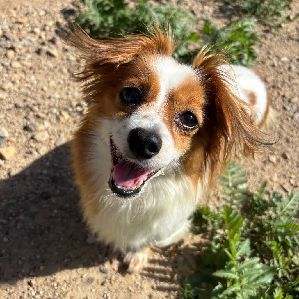 Princess - Papillon / Chihuahua available for adoption in Calgary