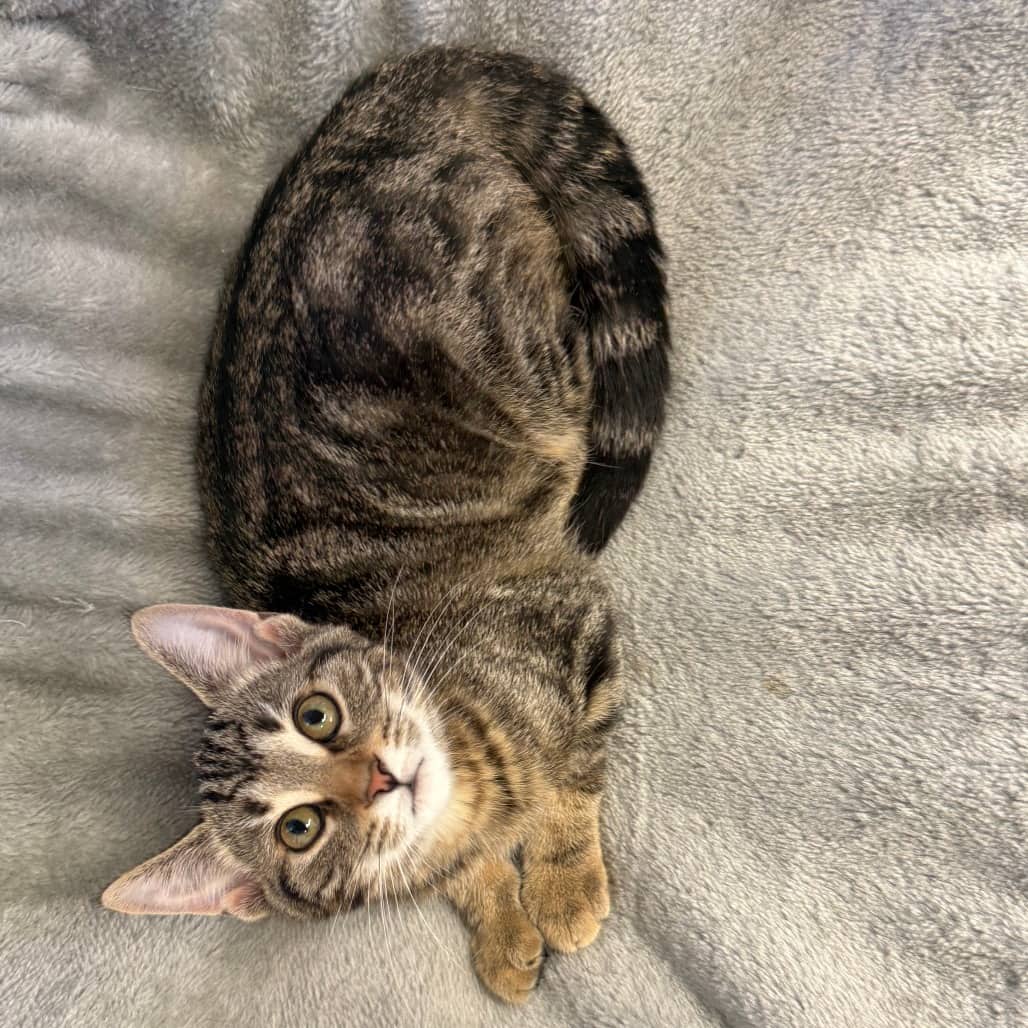 Gee-Gee - Domestic Shorthair available for adoption