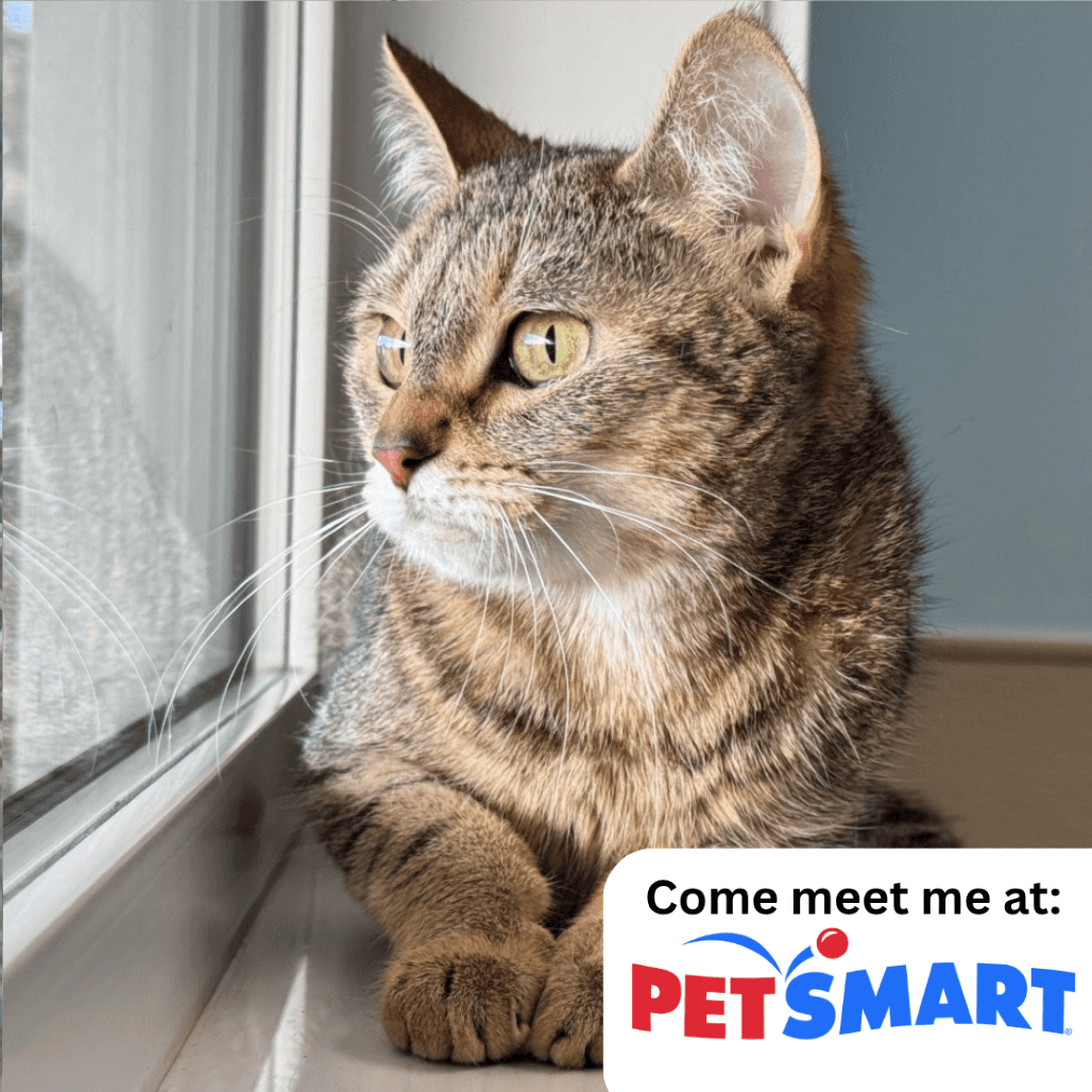 Julie - Domestic Shorthair cat available for adoption at Prince Albert SPCA in Prince Albert