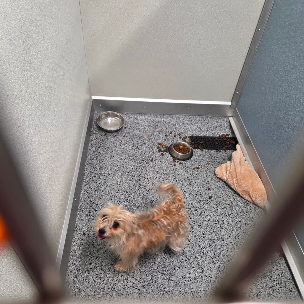 Madame Mammoth - Terrier, Yorkshire, Yorkie available for adoption