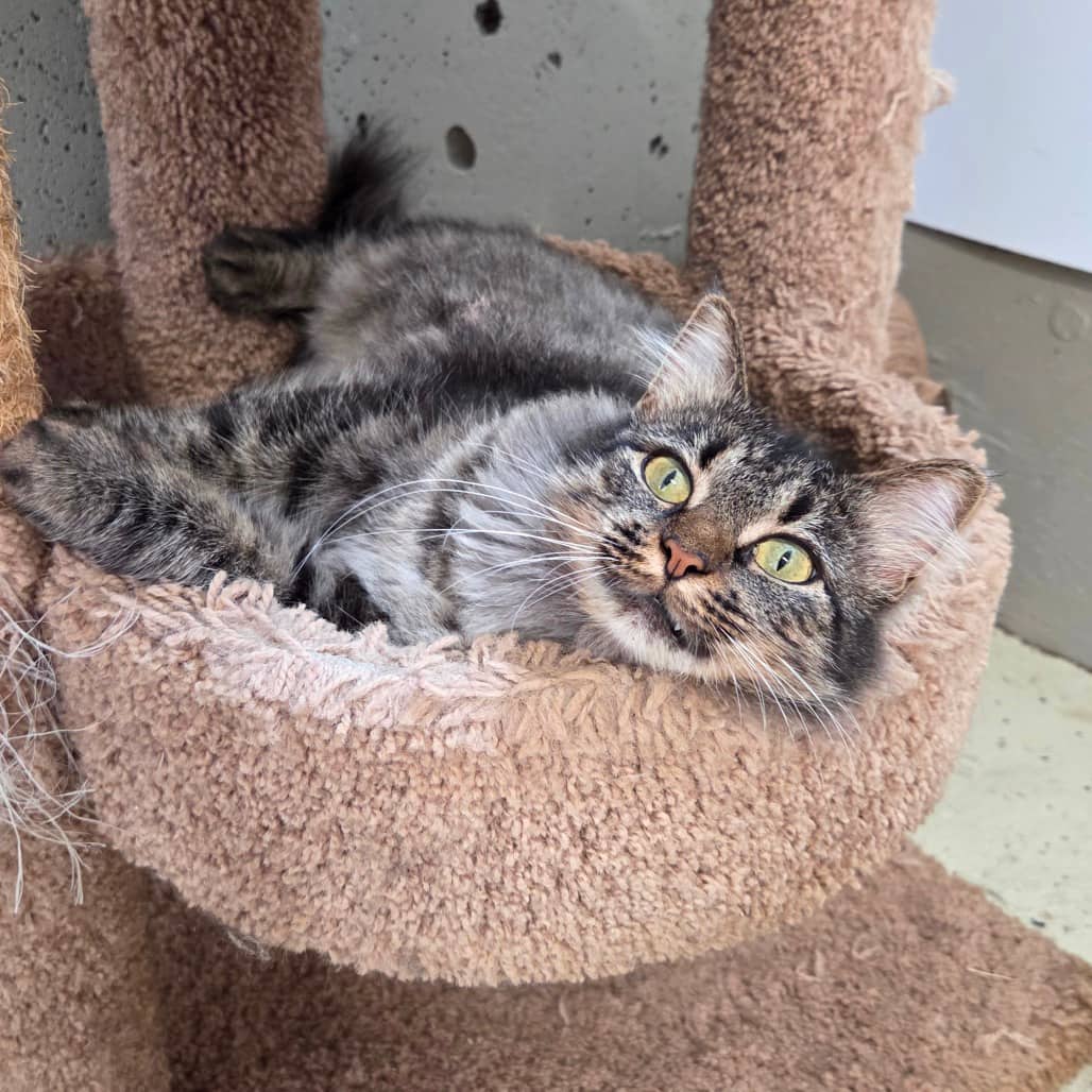 Frieda - Domestic Longhair available for adoption