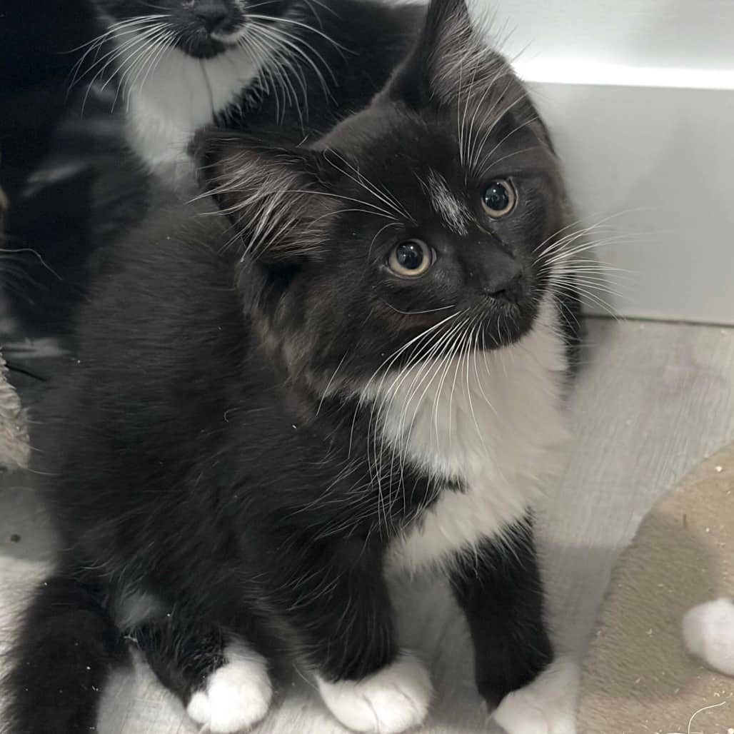Finn - Domestic Shorthair available for adoption