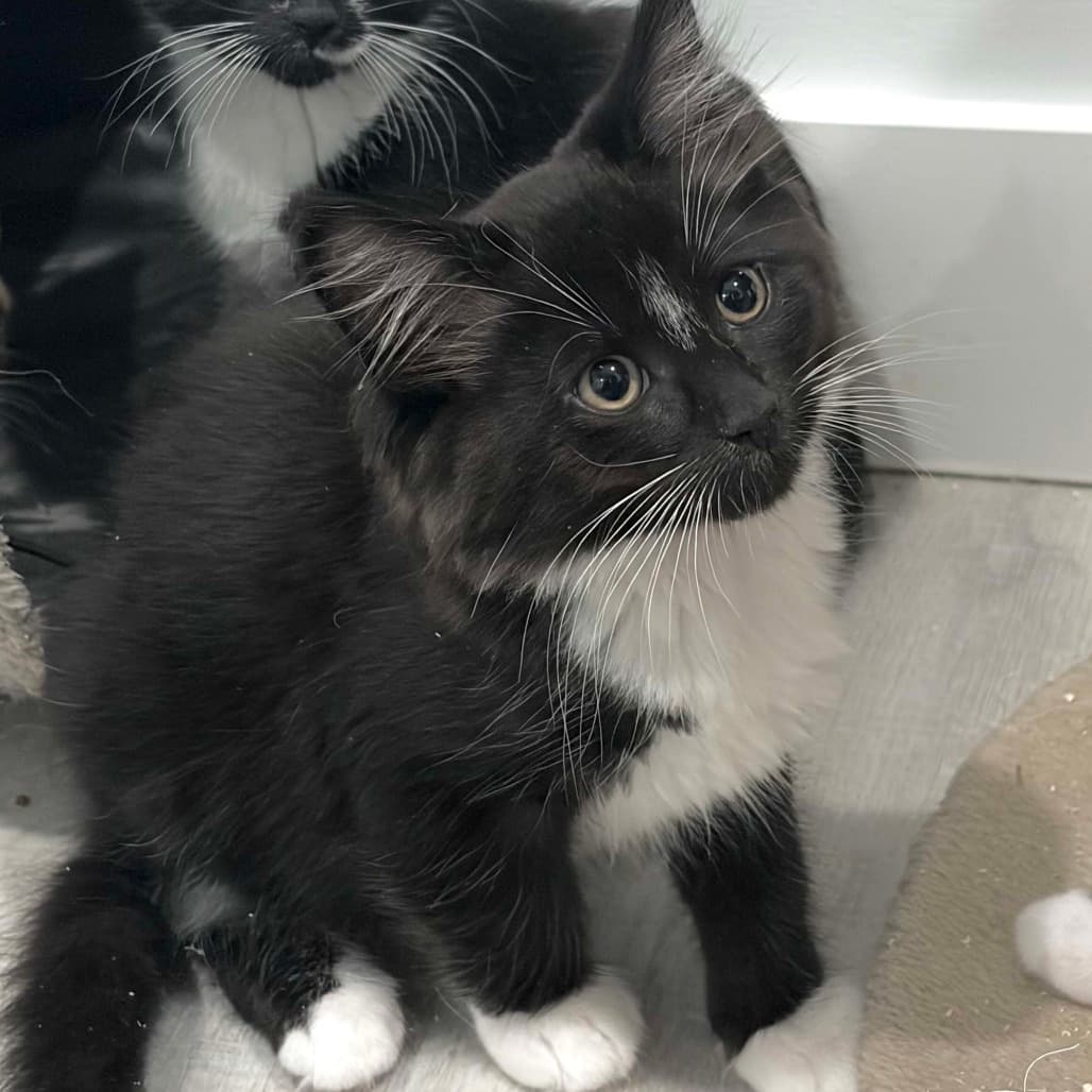 Finn - Domestic Shorthair cat available for adoption at Vancouver Orphan Kitten Rescue Association in Vancouver