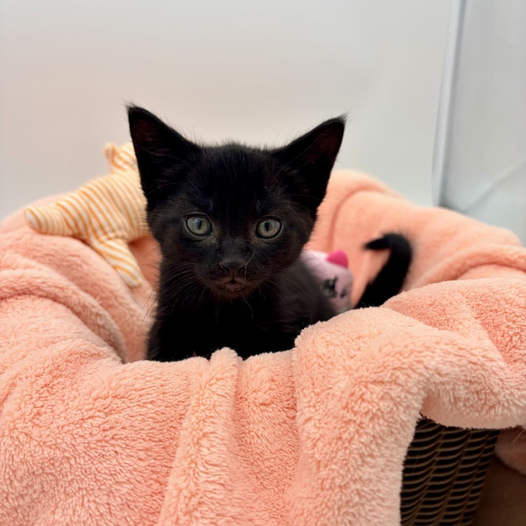 Lira - Domestic Shorthair cat available for adoption in Calgary