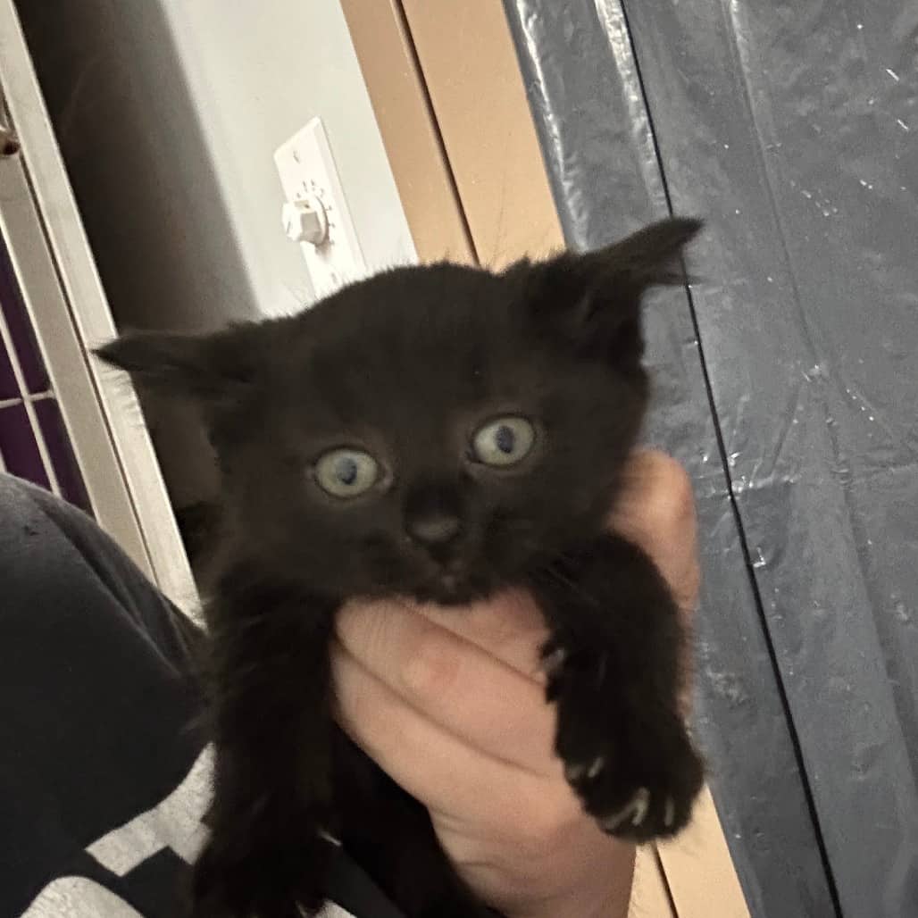 Poppy - Domestic Shorthair cat available for adoption at Saskatoon SPCA in Saskatoon