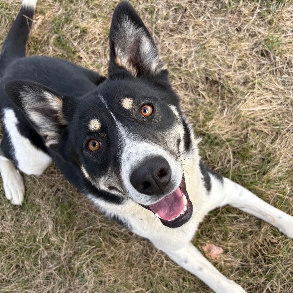 Cece - Shepherd / Retriever, Labrador available for adoption