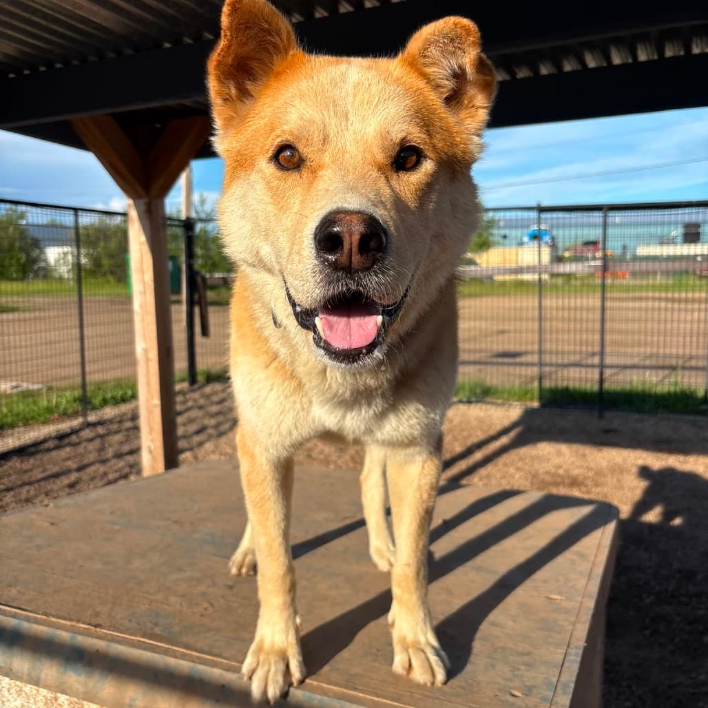 Copper - HUSKY, SIBERIAN/MIX available for adoption at SCARS in Calgary (1 of 6)