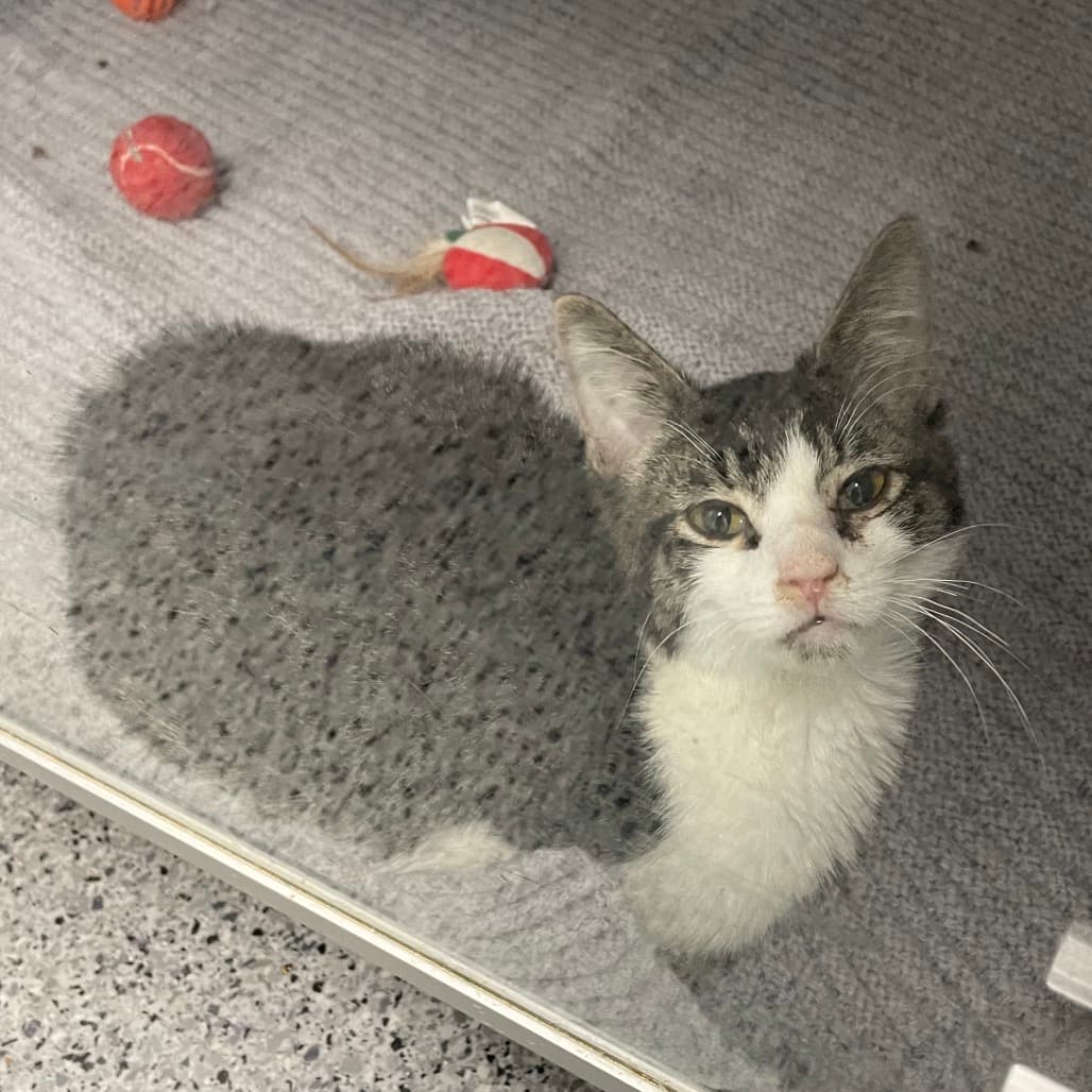 Chico - Domestic Shorthair cat available for adoption at Battlefords Humane Society in Saskatchewan