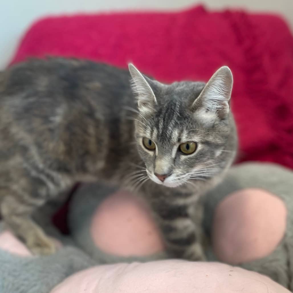 Slate - Domestic Shorthair cat available for adoption at Battlefords Humane Society in North Battleford