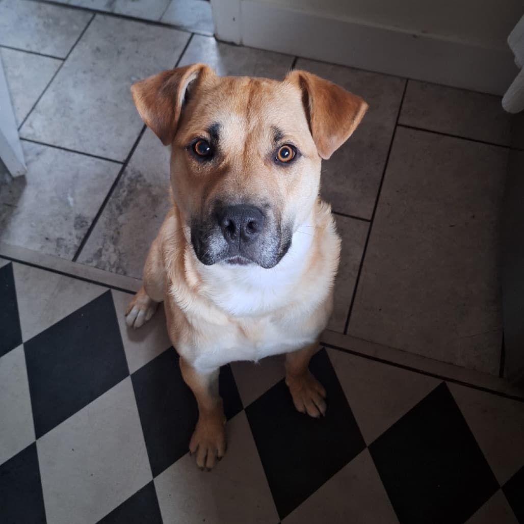 Zuka - SHEPHERD/MIX available for adoption at SCARS in Calgary