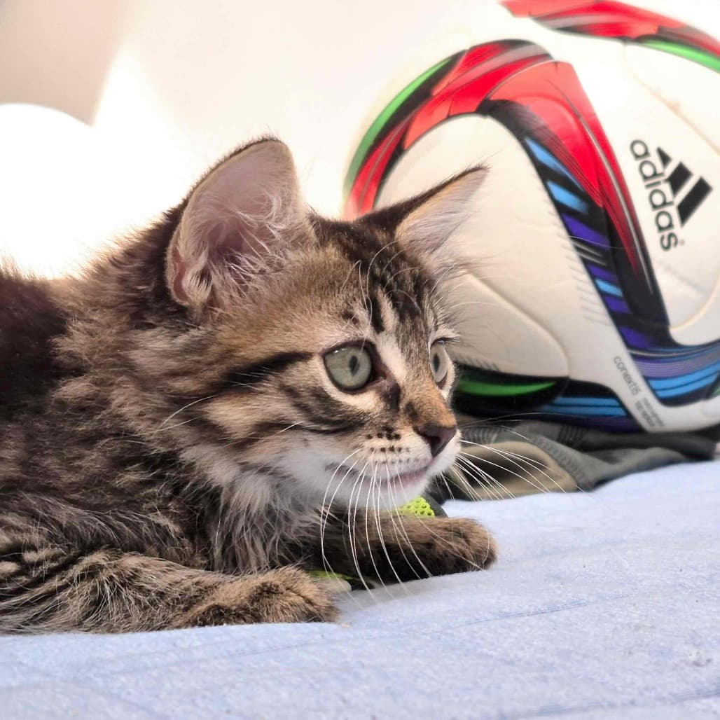 Arena - Domestic Shorthair cat available for adoption at Vancouver Orphan Kitten Rescue Association in Vancouver