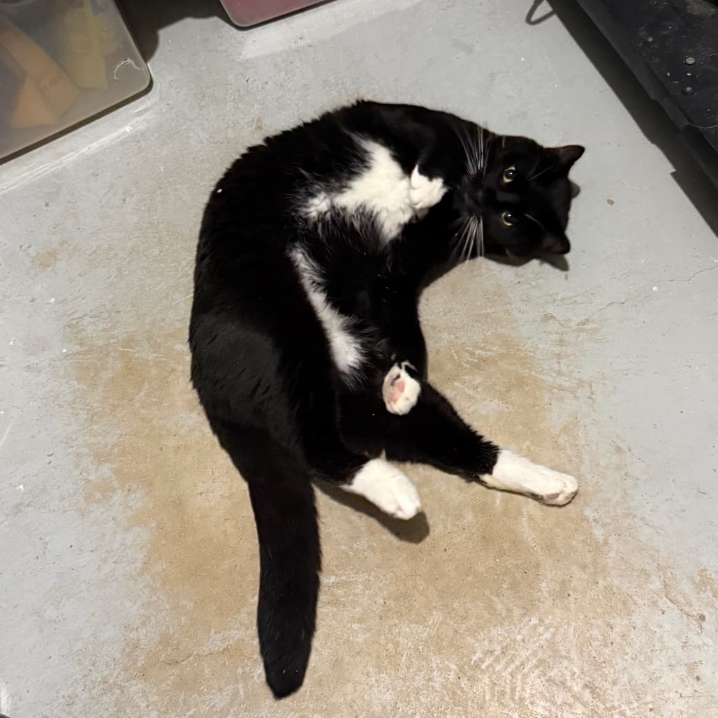 Wiggles - Domestic Shorthair available for adoption