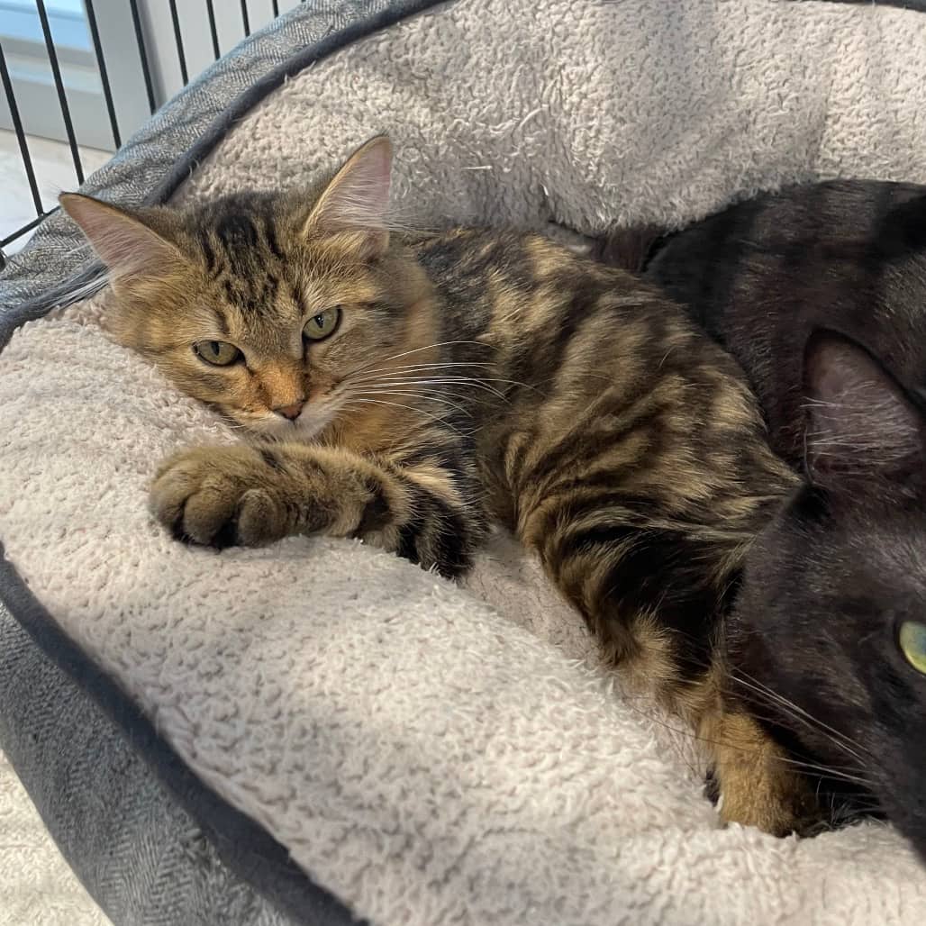 Merle - Domestic Shorthair cat available for adoption at Battlefords Humane Society in North Battleford