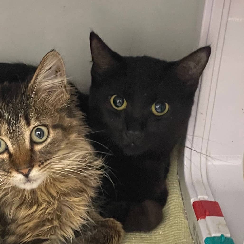 Gertrude - Domestic Shorthair cat available for adoption at Battlefords Humane Society in North Battleford