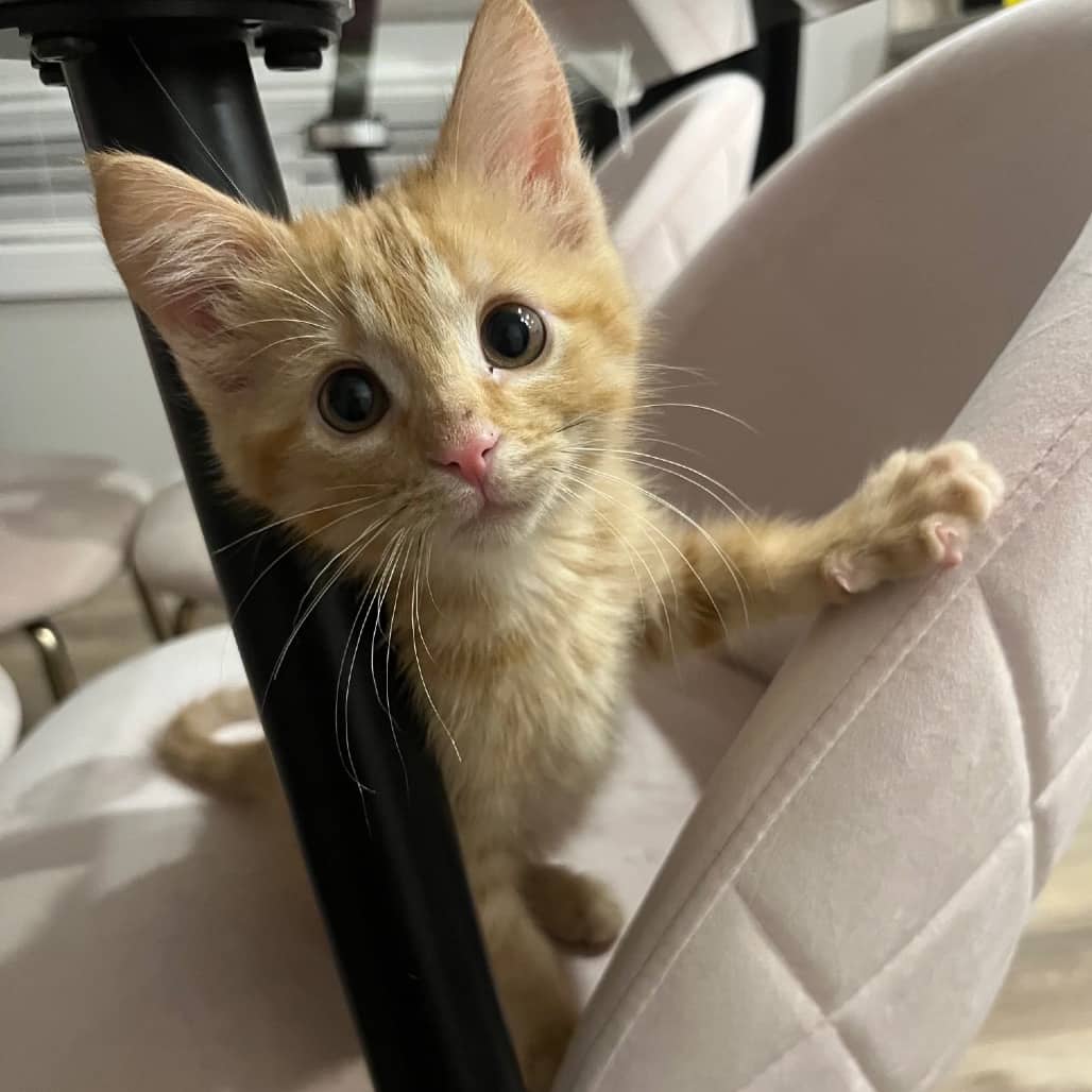 Lino - Domestic Shorthair cat available for adoption at SCARS in Edmonton (1 of 3)