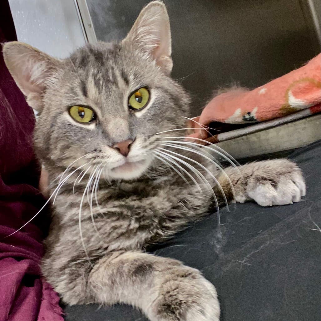 Lunar - Domestic Shorthair available for adoption