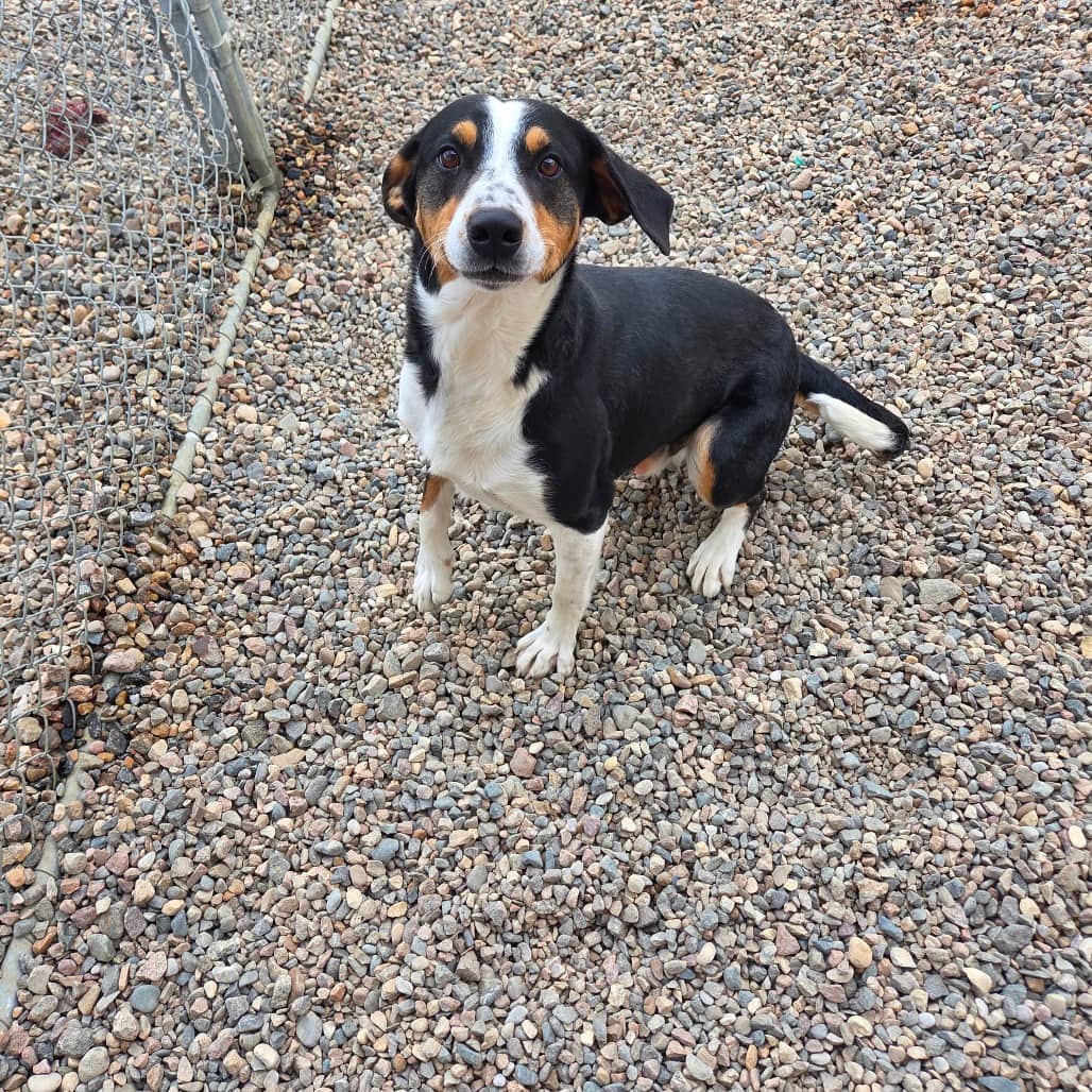Loki - Greater Swiss Mountain Dog / Coonhound, Treeing Walker available for adoption in Saskatchewan