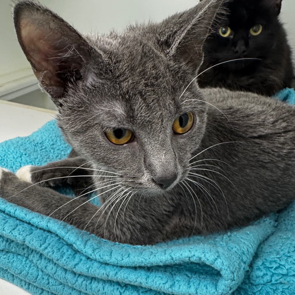 Bubbles - Domestic Shorthair cat available for adoption at Saskatoon SPCA in Saskatoon