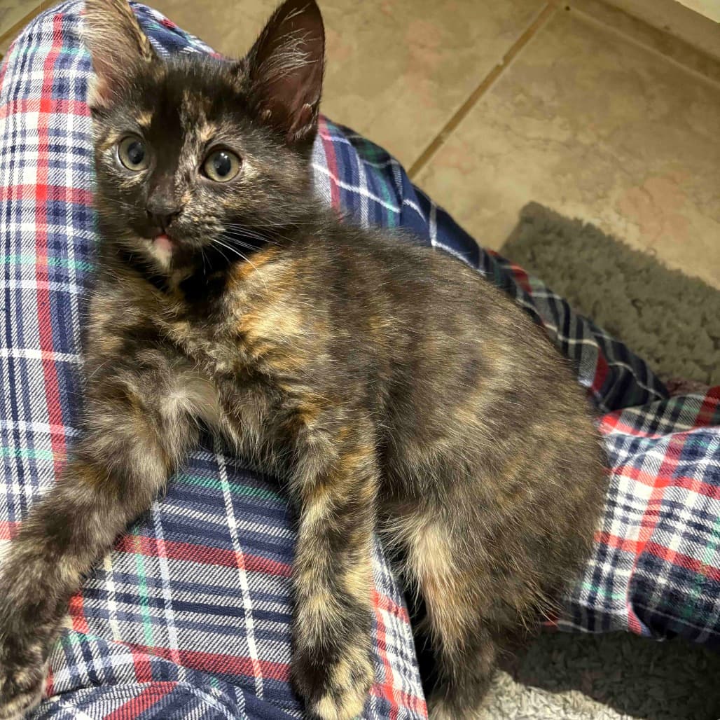 Funky - Domestic Shorthair cat available for adoption at Vancouver Orphan Kitten Rescue Association in British Columbia