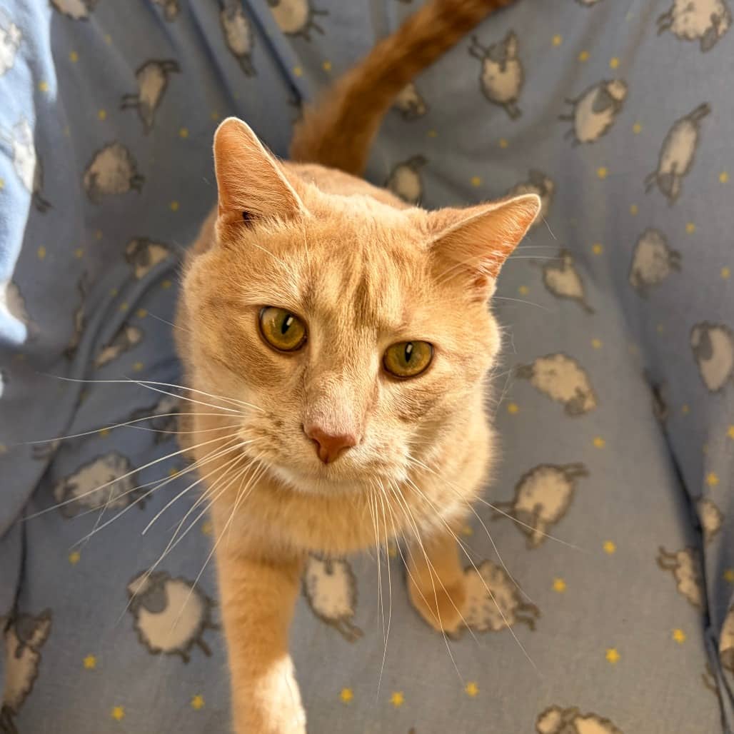 Arnold - Domestic Shorthair cat available for adoption at Border Paws Animal Shelter in Lloydminster