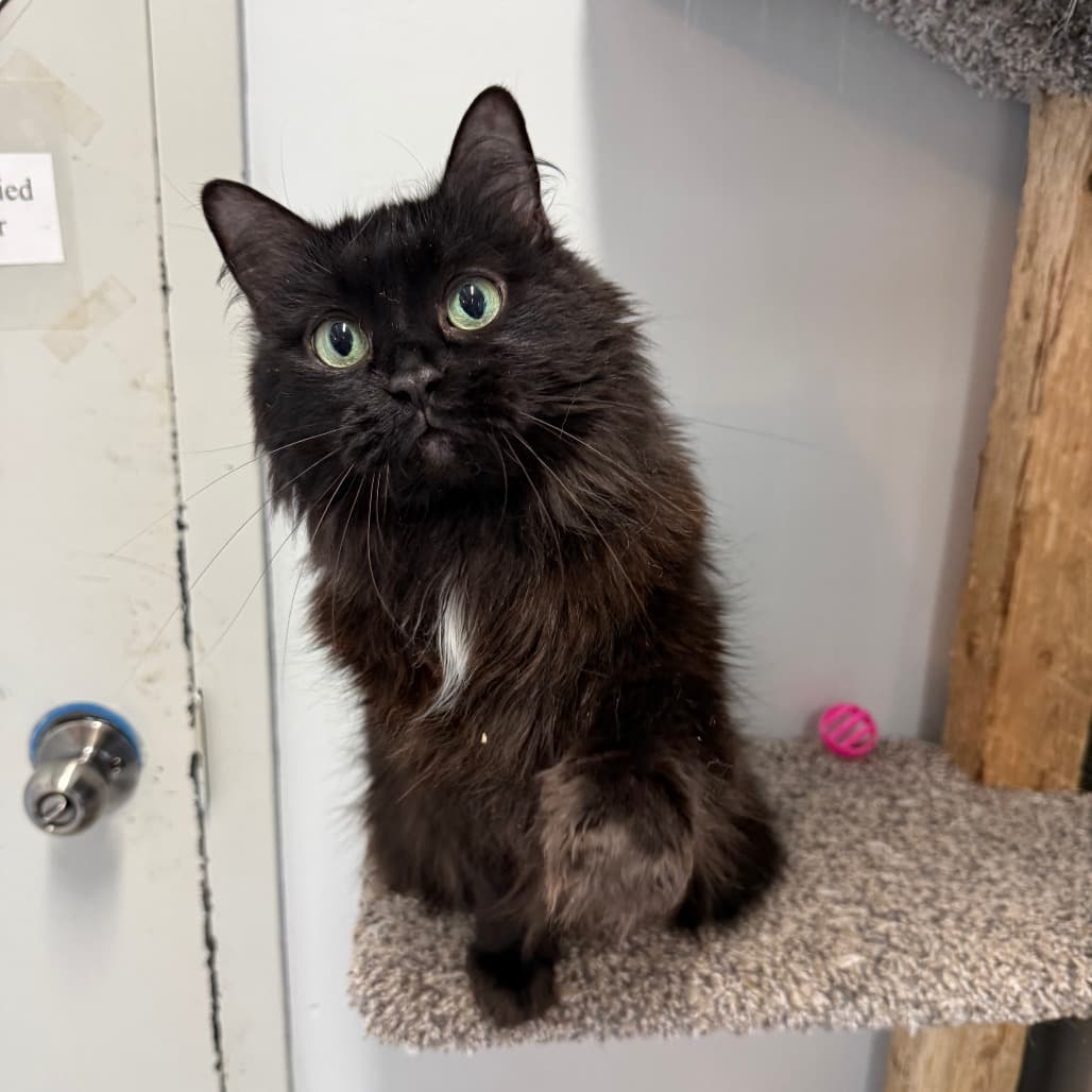 Margaret - Domestic Longhair available for adoption