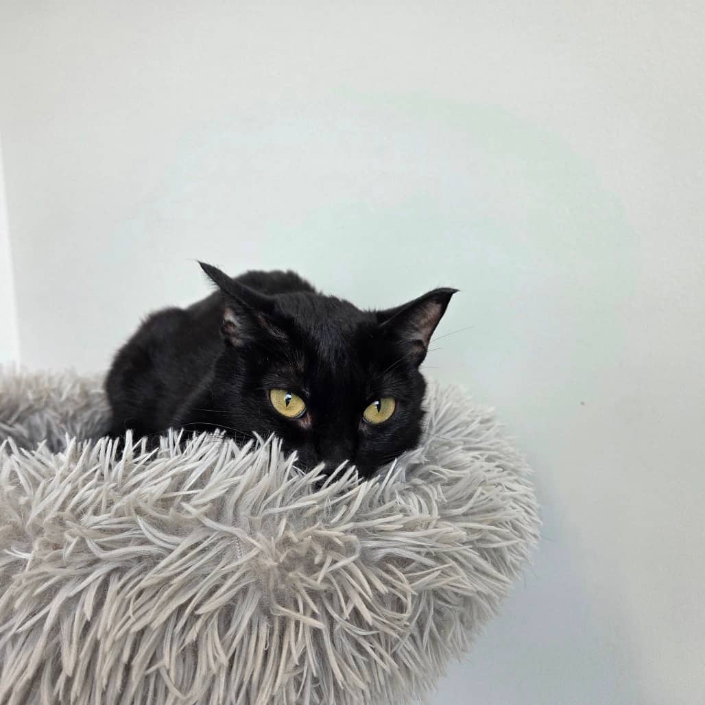 Spice - Domestic Shorthair cat available for adoption in Saskatchewan