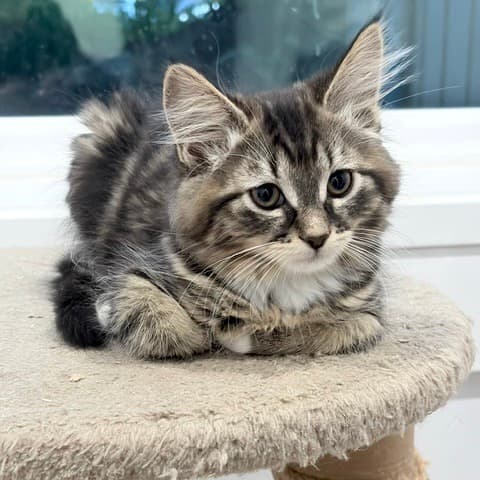 Belle - Domestic Shorthair cat available for adoption at Vancouver Orphan Kitten Rescue Association in Vancouver