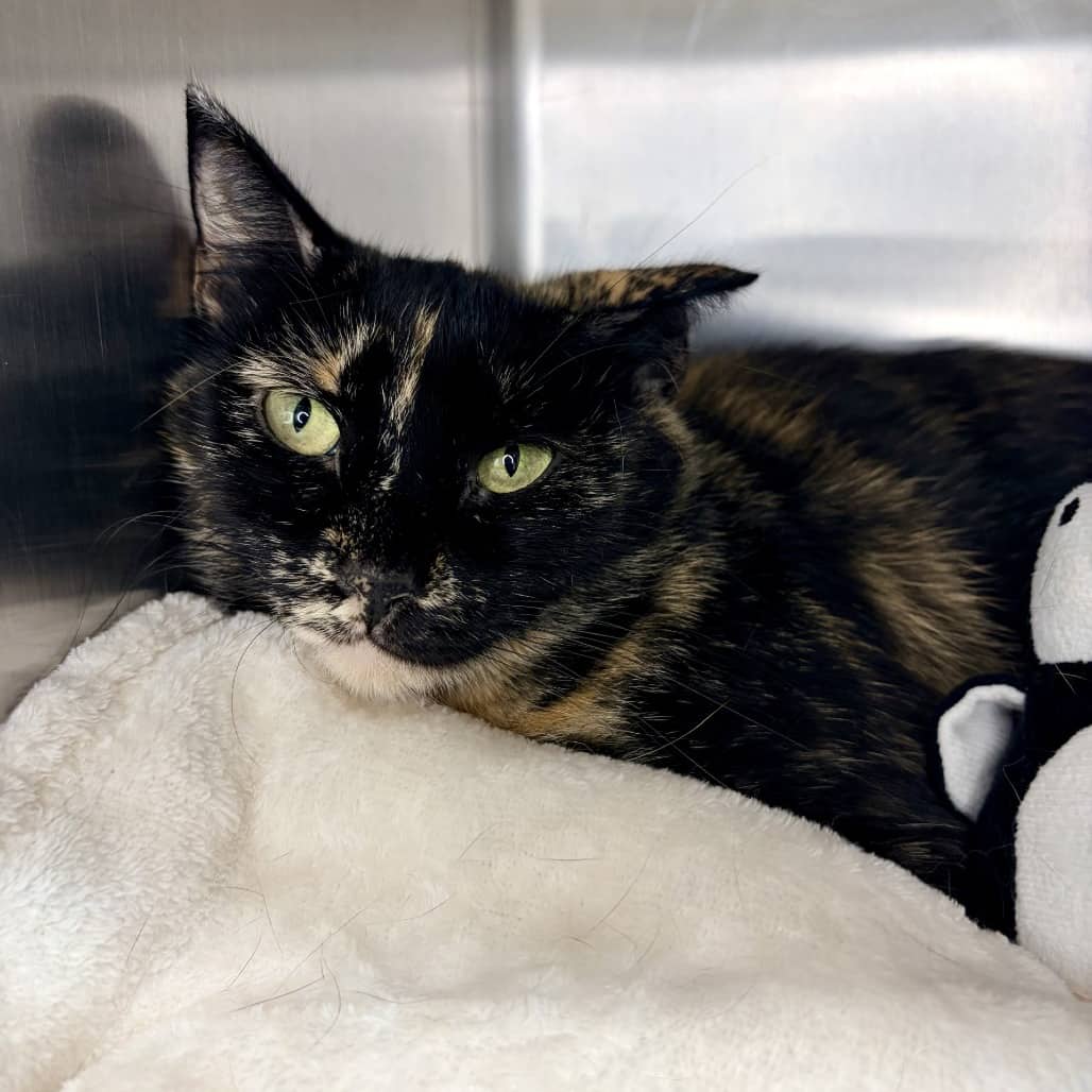 Stella - Domestic Shorthair available for adoption