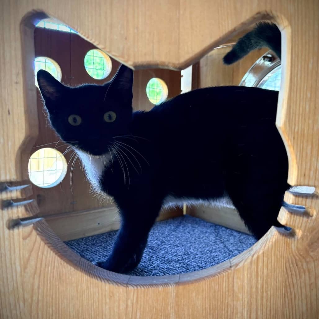 Puddle - Domestic Shorthair cat available for adoption at SCARS in Edmonton (1 of 6)