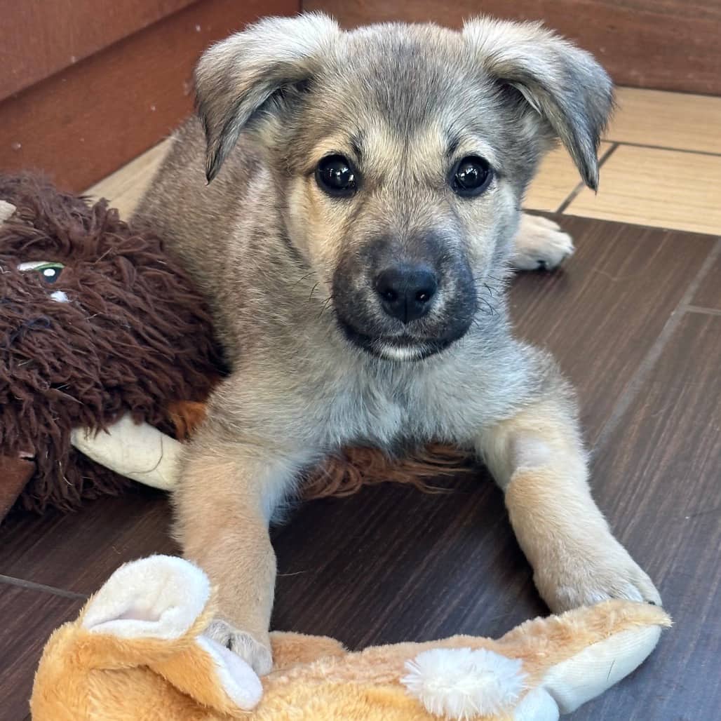 Mocha - HUSKY/MIX available for adoption in Alberta