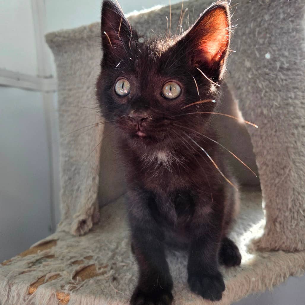 Widget - Domestic Shorthair cat available for adoption in Saskatchewan