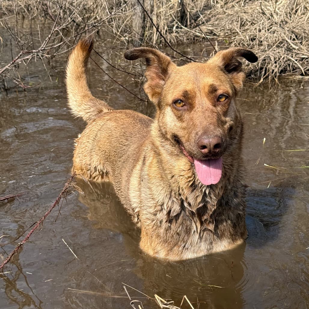Marija - MIXED BREED available for adoption