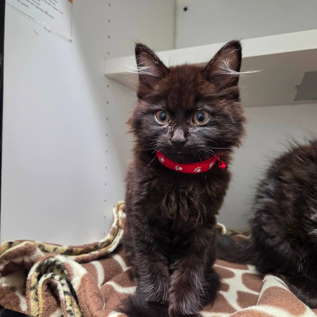 Amber - Domestic Medium Hair cat available for adoption at Battlefords Humane Society in North Battleford