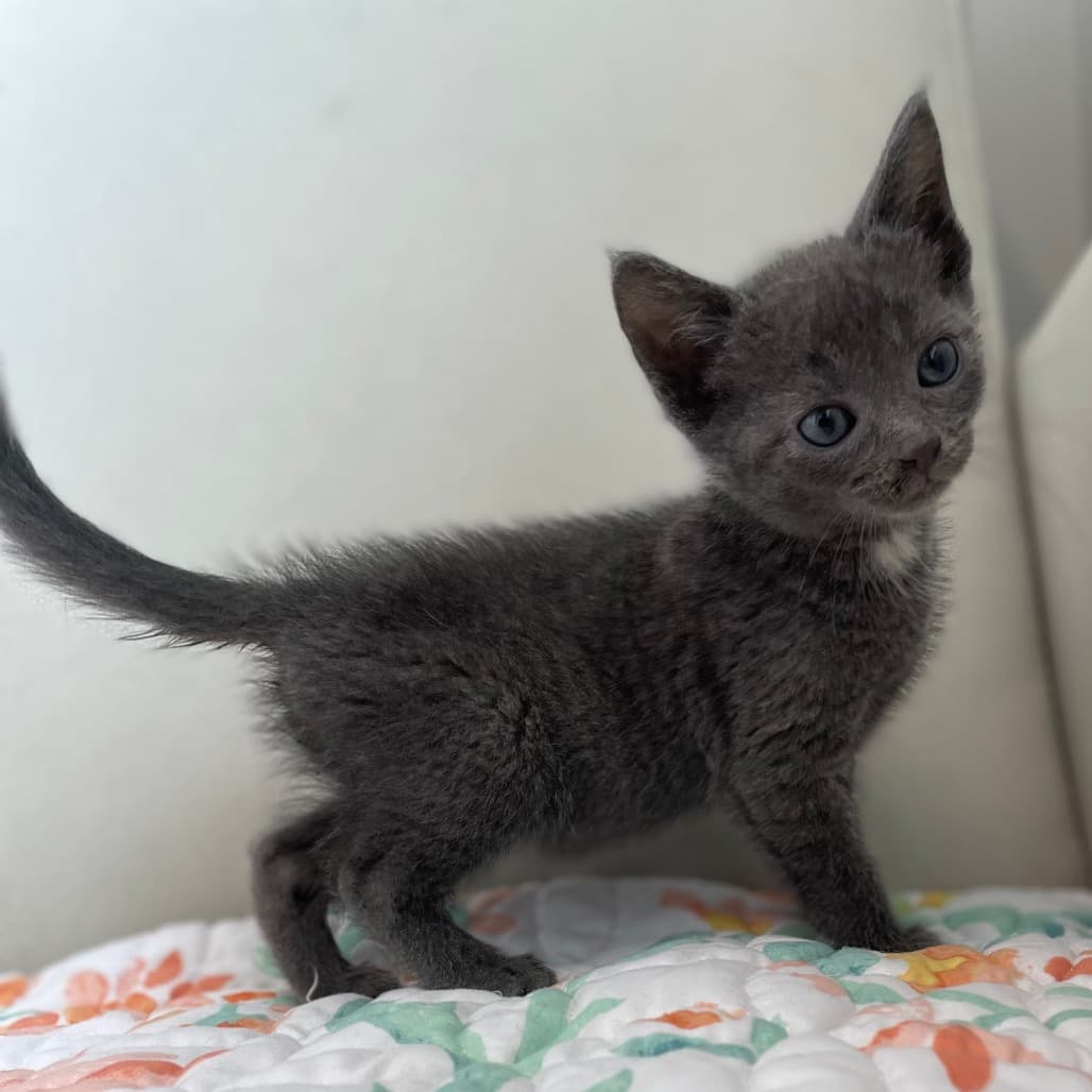 Sprite - Domestic Shorthair available for adoption