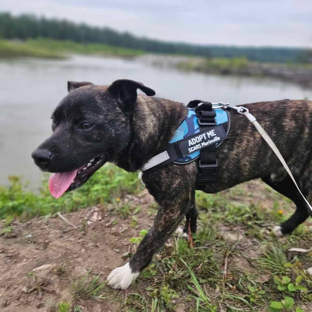 Dale - SHEPHERD/MIX available for adoption