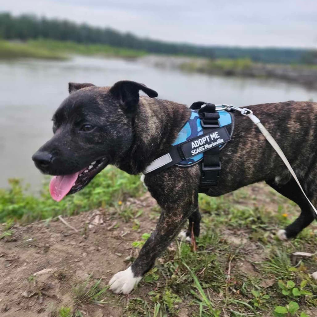 Dale - SHEPHERD/MIX available for adoption