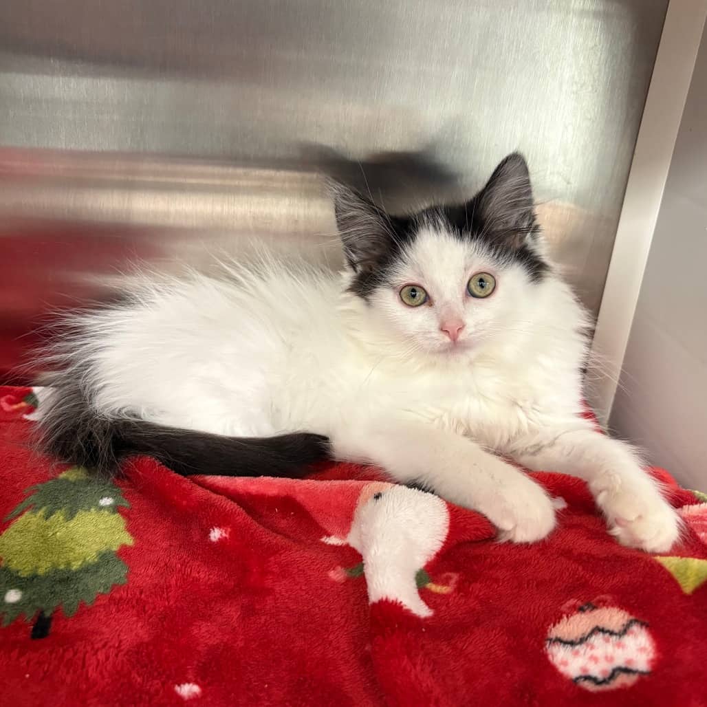 Checkers - Domestic Longhair cat available for adoption at Saskatoon SPCA in Saskatoon