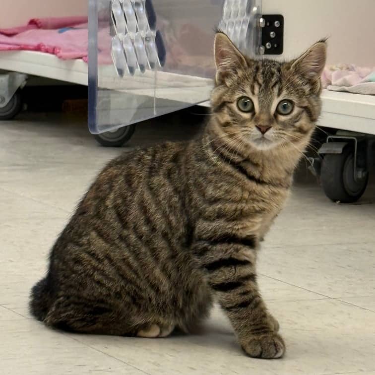 louise - Domestic Shorthair cat available for adoption at Border Paws Animal Shelter in Lloydminster