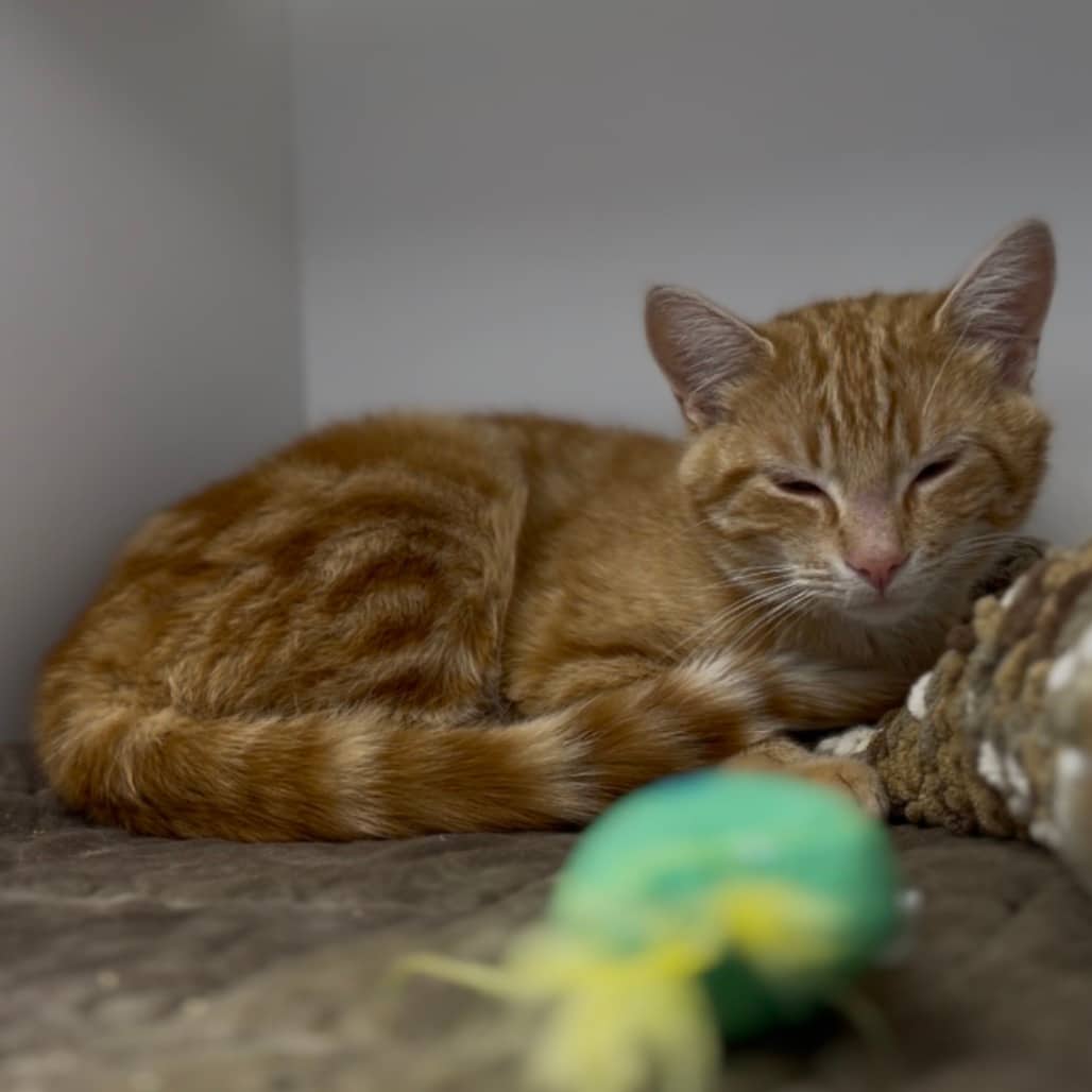 Harry - Domestic Shorthair available for adoption