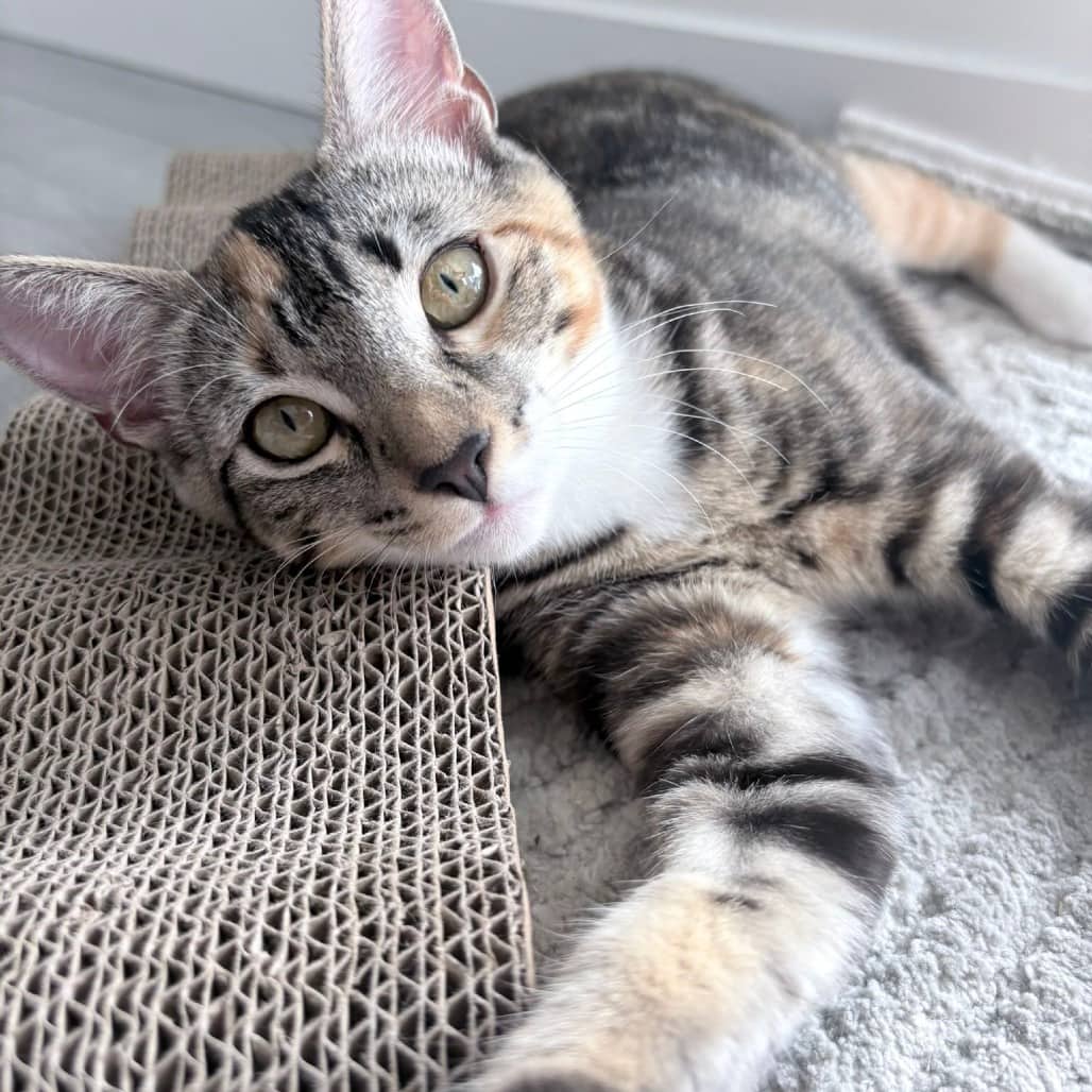 Daisy - Domestic Shorthair cat available for adoption in British Columbia