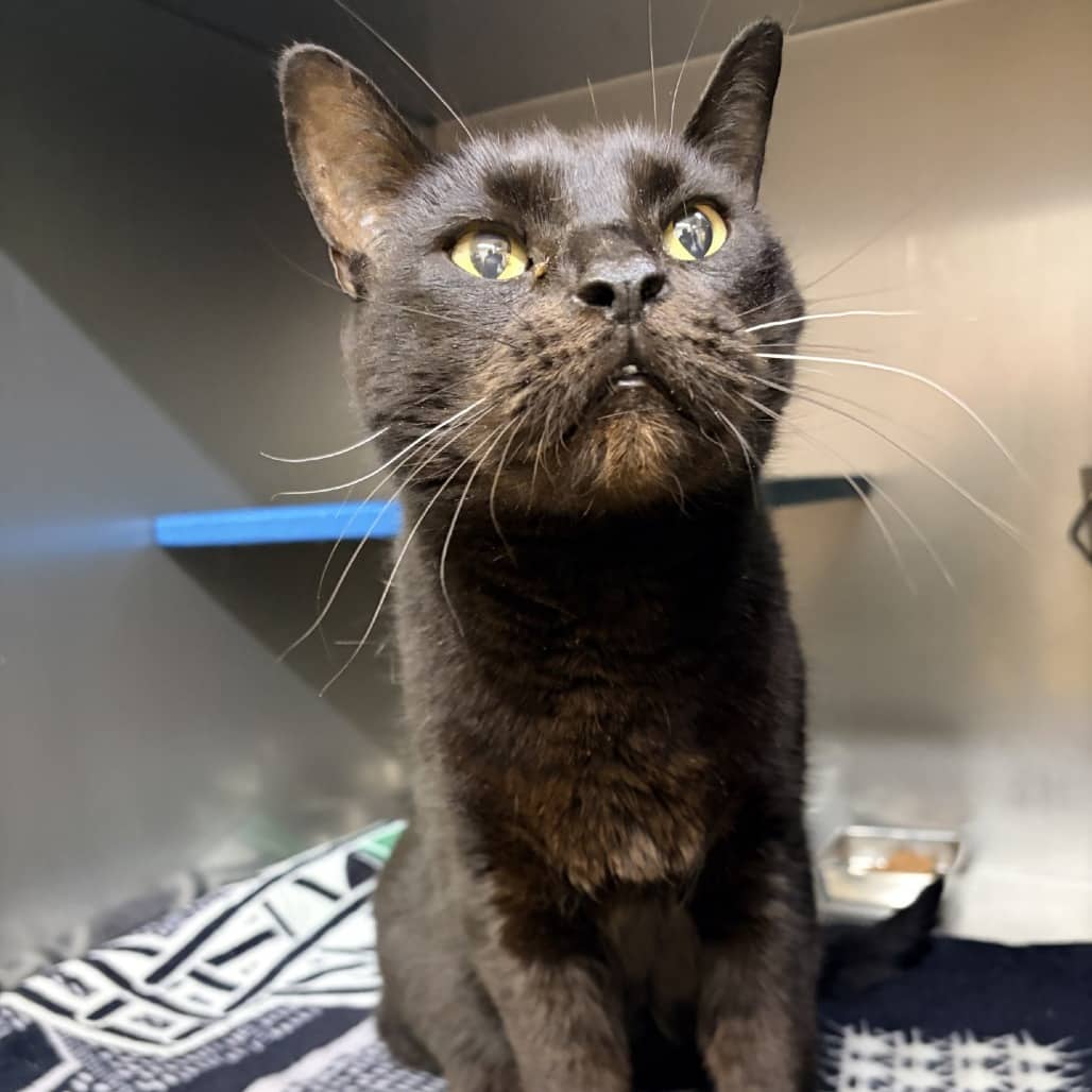 Lucky - Domestic Shorthair cat available for adoption at Moose Jaw Humane Society in Moose Jaw