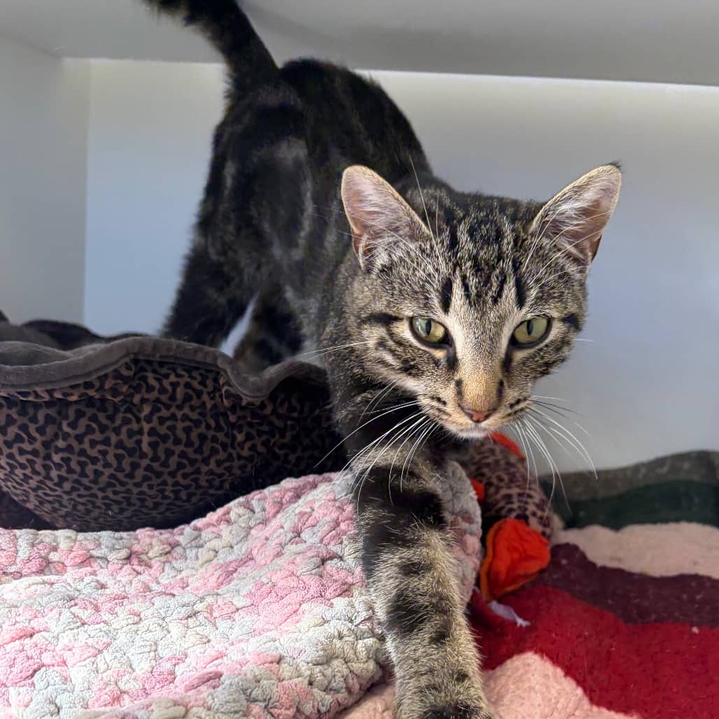 Chapstick - Domestic Shorthair available for adoption