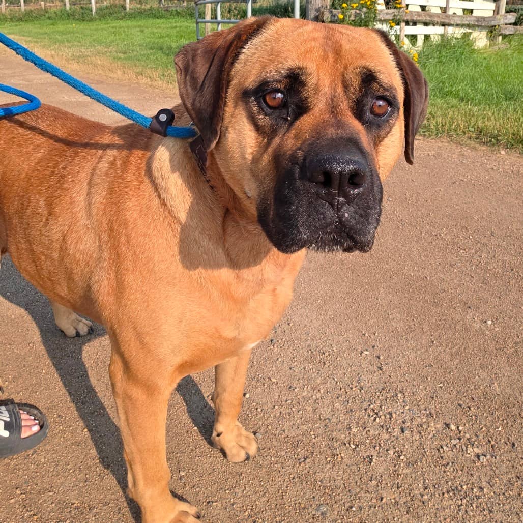 Mazey - Mastiff available for adoption in Saskatchewan
