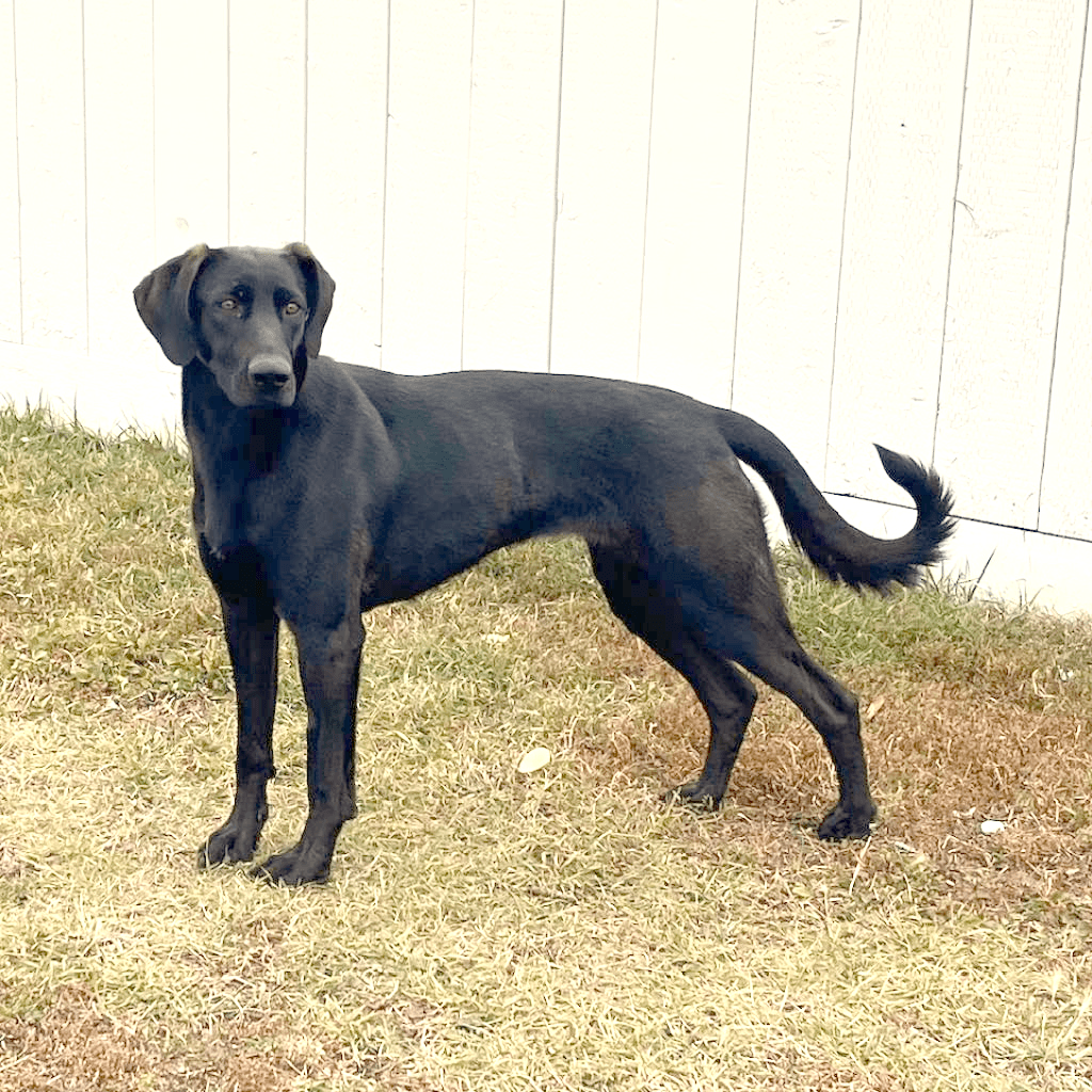 Kona - MIXED BREED available for adoption