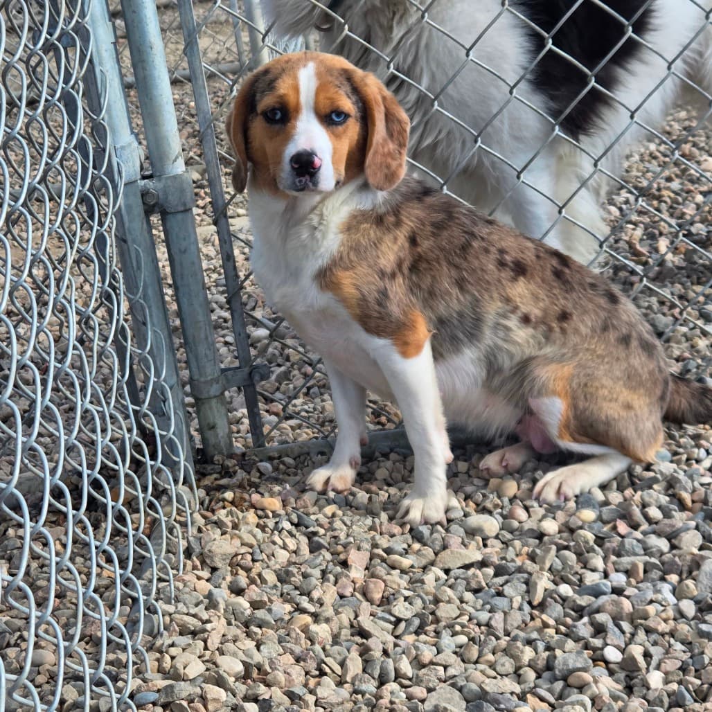 Astra - Beagle / Cattle Dog, Australian (Red Heeler) available for adoption