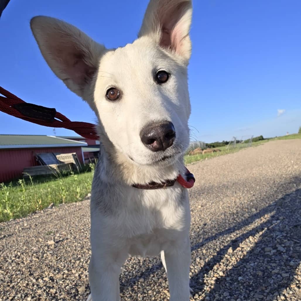 Kira - Husky available for adoption